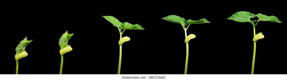 Shoots Of A Young Green Plant In Stages Within 5 Days Time Lapse High Quality Photo