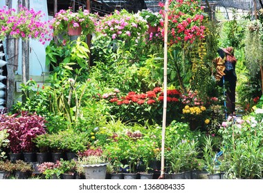 A Shop Owner Watering Plants In Her Nursery Shop In Bangkok Plant Market On Summer Super Hot Day.