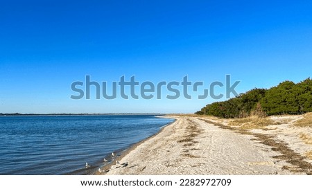 The shore of the Atlantic Ocean with Seagulls on a sunny day at Fort Clinch State Park in Florida.
