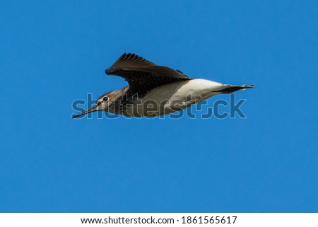Shore bird in flight over the water