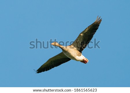 Shore bird in flight over the water