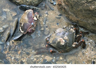 Shore Crab In A Rock Pool