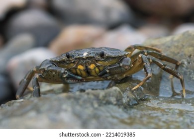 Shore Crab Shot On The Essex Coast, UK