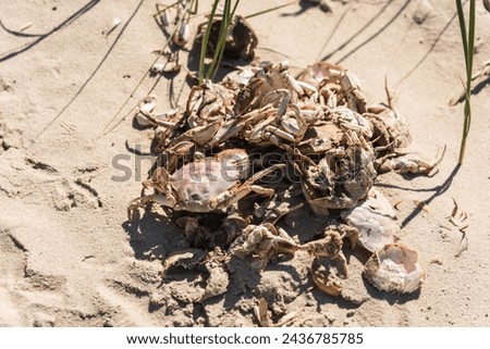 Shore crabs change their shells as they grow Stock foto © 