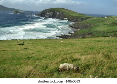 Shore Of Dingle Peninsula