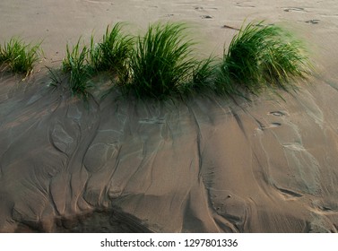 Shore Grasses Whip Around In A Breeze With Wave Created Patterns In Teh Sand, Lake Michigan Shore, Benzie County, Michigan