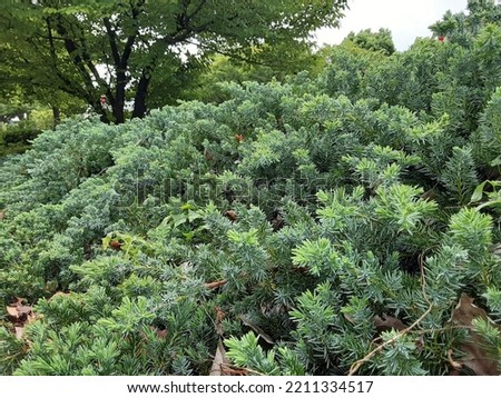 Shore juniper or blue pacific juniper (Juniperus conferta) 