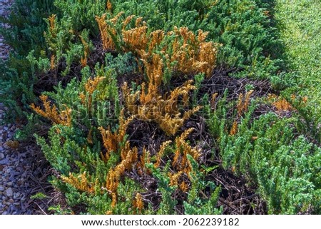 Shore juniper plants (Juniperus conferta) infected with Phomopsis juniperovora fungal disease - Homosassa, Florida, USA Foto stock © 