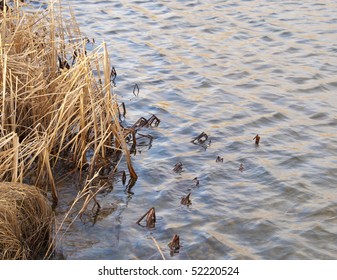 Shore of a lake on the Colorado prairie with levels of water very full and washing through plants on the edge.