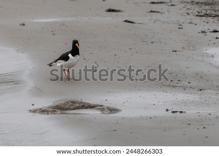 Shore magpie walking on the brach