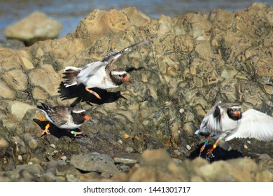 Shore Plover Endemic To New Zealand