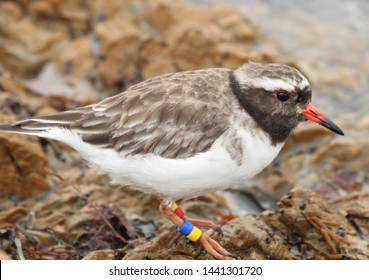 Shore Plover Endemic To New Zealand