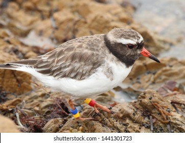 Shore Plover Endemic To New Zealand