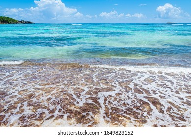 The shore of Winnifred Beach, a beautiful Jamaican lagoon close 