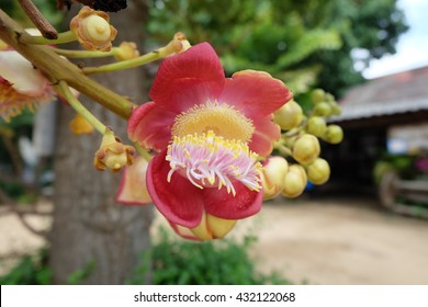 Shorea Robusta