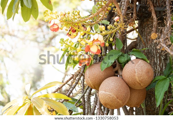 Shorea Robusta Tree Flower Seed 스톡 사진(지금 편집) 1330758053