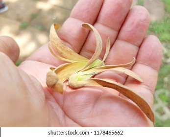 319 Shorea seed Images, Stock Photos & Vectors | Shutterstock