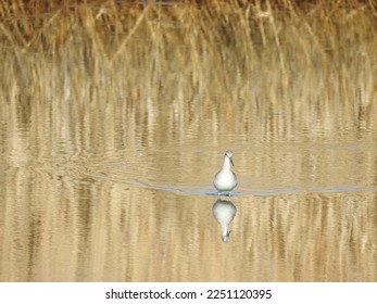 A shorebird, greater yellowlegs, wading through the waters of the Edwin B. Forsythe National Wildlife Refuge, Galloway, New Jersey. - Shutterstock ID 2251120395