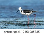 Shorebird with Long Pink Legs in Shallow Water - Pied Stilt (Himantopus leucocephalus)