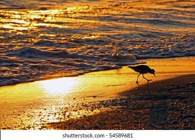 Shorebird Sanibel Island Florida Beach At Sunset