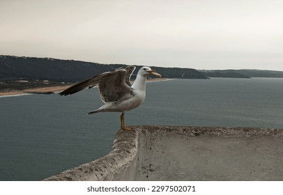 Shorebird, a seagull waiting to take flight
