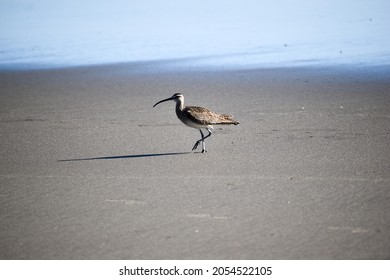 Shorebird walking on a beach