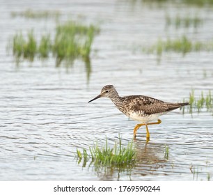 Shorebird at a wetlands on the outskirt of Anchorage, Alaska - Shutterstock ID 1769590244