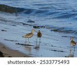 Shorebirds cruising around on the Oregon Coast