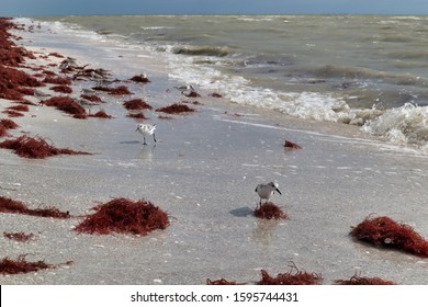 Shorebirds And Red Seaweed On Tarpon Beach, Sanibel Island, Florida