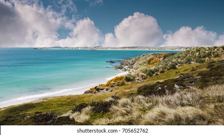 Shoreline of Falkland Islands. White sand beach and turquoise shallow water of Gypsy Cove, East Falkland Island. South Atlantic Ocean. 