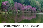 The shoreline of Lake Marmo in DuPage County, Illinois is lined with Redbud trees anong others and glows with the pink blossoms in spring.