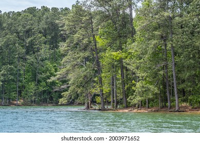 Shoreline Underwater At The Lake With The Water Line Up To The Trees From Abundant Rainfall In The Springtime