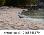 The Shores of Bahia Honda State Park at sunset with wildlife