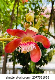 Shores Robusta Or Sal Tree In The Temple