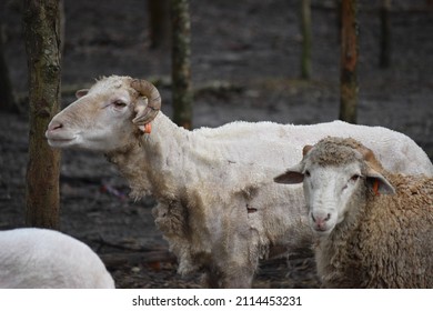 Shorn Sheep In Bush Fire