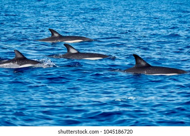 Short beaked common dolphins (Delphinus delphis) near Pico island, Azores