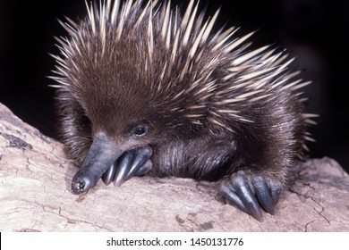 Short Beaked Echidna On Log