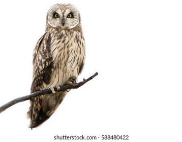 Short Eared Owl - Shutterstock ID 588480422