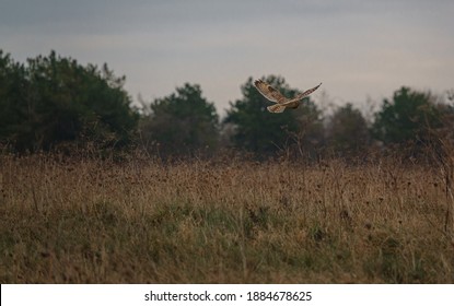 Short Eared Owl (Asio Flammeus)  Flying Over Autumn Grassland In Search Of Prey Comes To A Stop With Wings Breaking The Forward Momentum