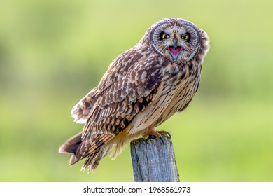 Short Eared Owl Asio Flammeus Perched Close Up Screeching Beak Open