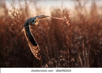 Short eared owl in flight hunting