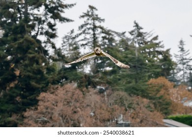 Short eared owl flying over autumn fields - Powered by Shutterstock