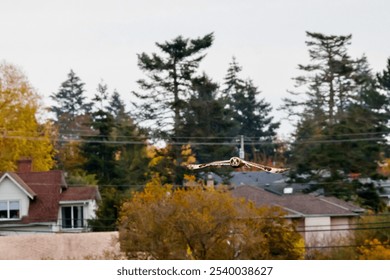 Short eared owl flying over autumn fields - Powered by Shutterstock