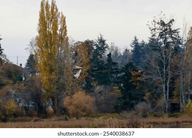 Short eared owl flying over autumn fields - Powered by Shutterstock