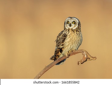 Barn Owl Portrait Dullstroom South Africa Stock Photo (Edit Now) 189957479