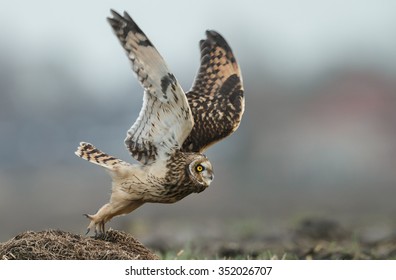 Short Eared Owl Take Off