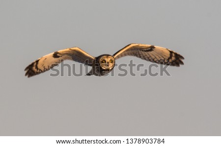 Similar – Awesome bird of prey in flight