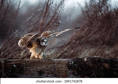 Short Eared owl in wild nature 