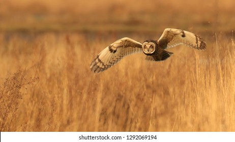 Short Eared Owl/Asio Flammeus