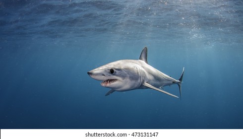 Mako High Res Stock Images Shutterstock